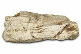 Dinosaur (Triceratops) Frill Shield Section - Montana #338918-1